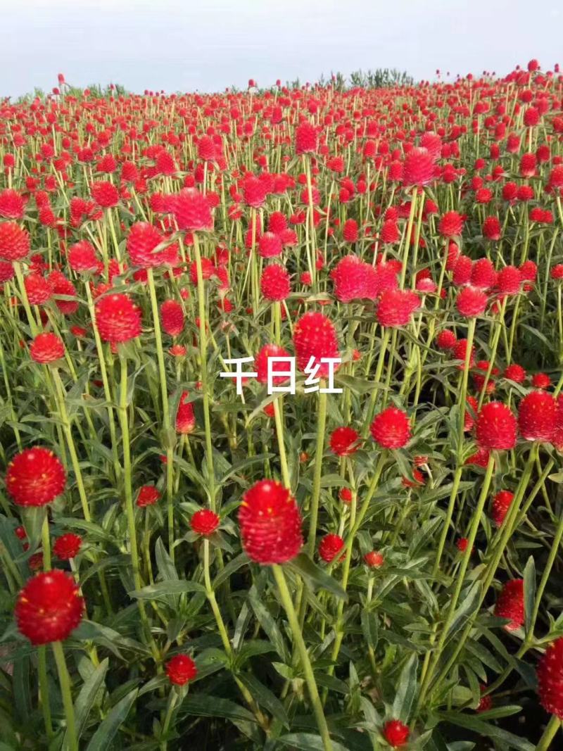 四季花种子千日红百日红火球庭院景观绿化花卉易活花籽千日紫