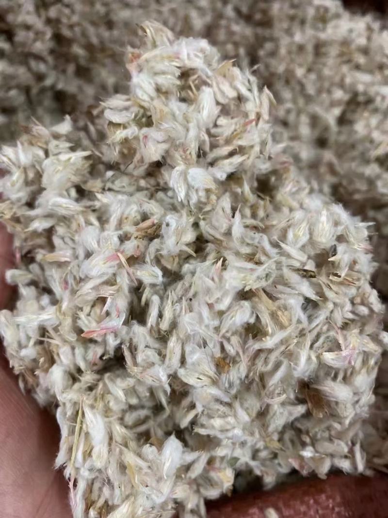 四季花种子千日红百日红火球庭院景观绿化花卉易活花籽千日紫