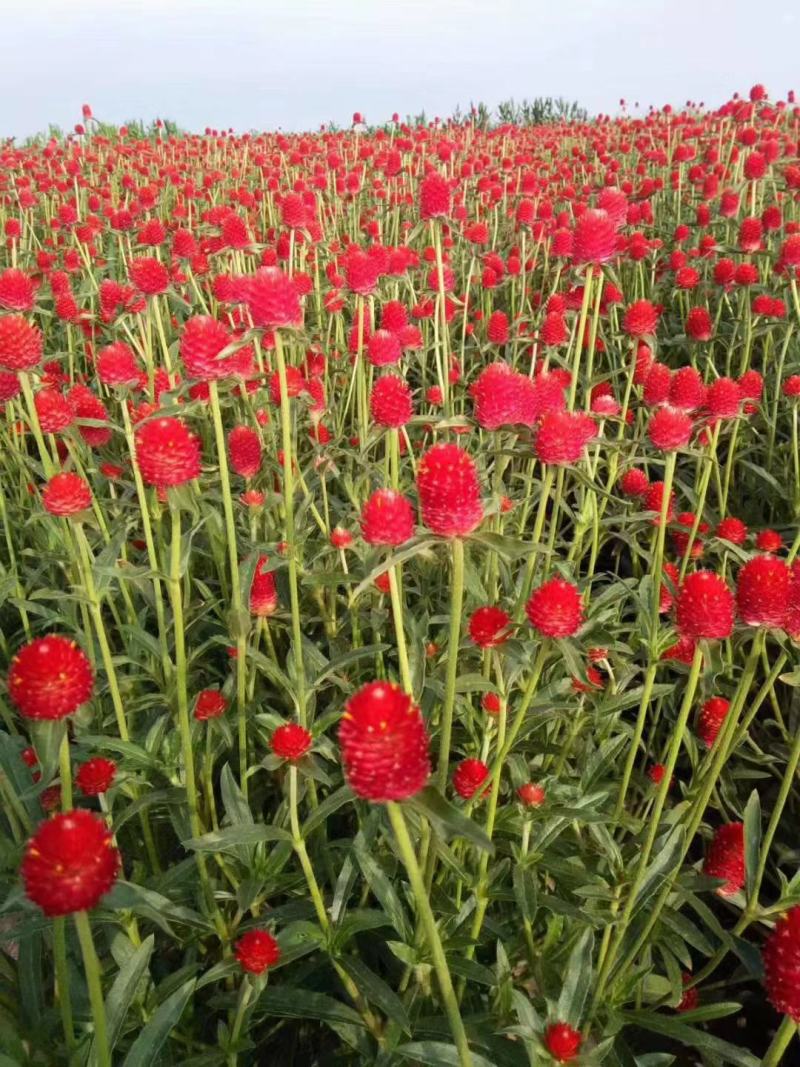 四季花种子千日红百日红火球庭院景观绿化花卉易活花籽千日紫