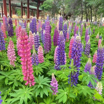 鲁冰花种子草本羽扇豆四季花籽易活室外花种子耐寒