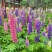 鲁冰花种子草本羽扇豆四季花籽易活室外花种子耐寒