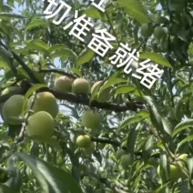 催红李