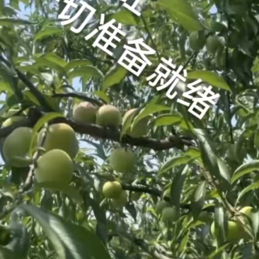 催红李