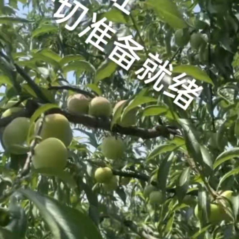 催红李