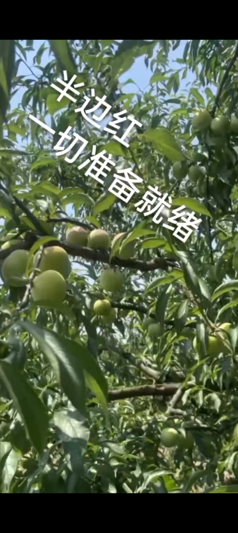 催红李