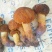 野生菌
