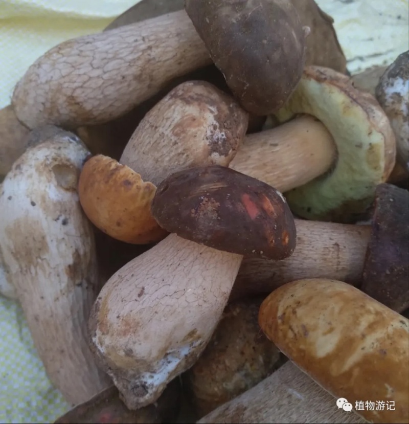 野生菌