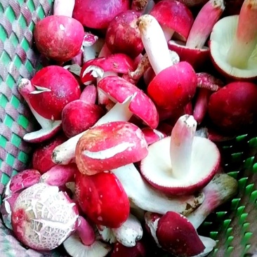 野生大红菌