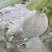 新疆哈密瓜，121兵团产区，精品货源一手地头直采，现摘现