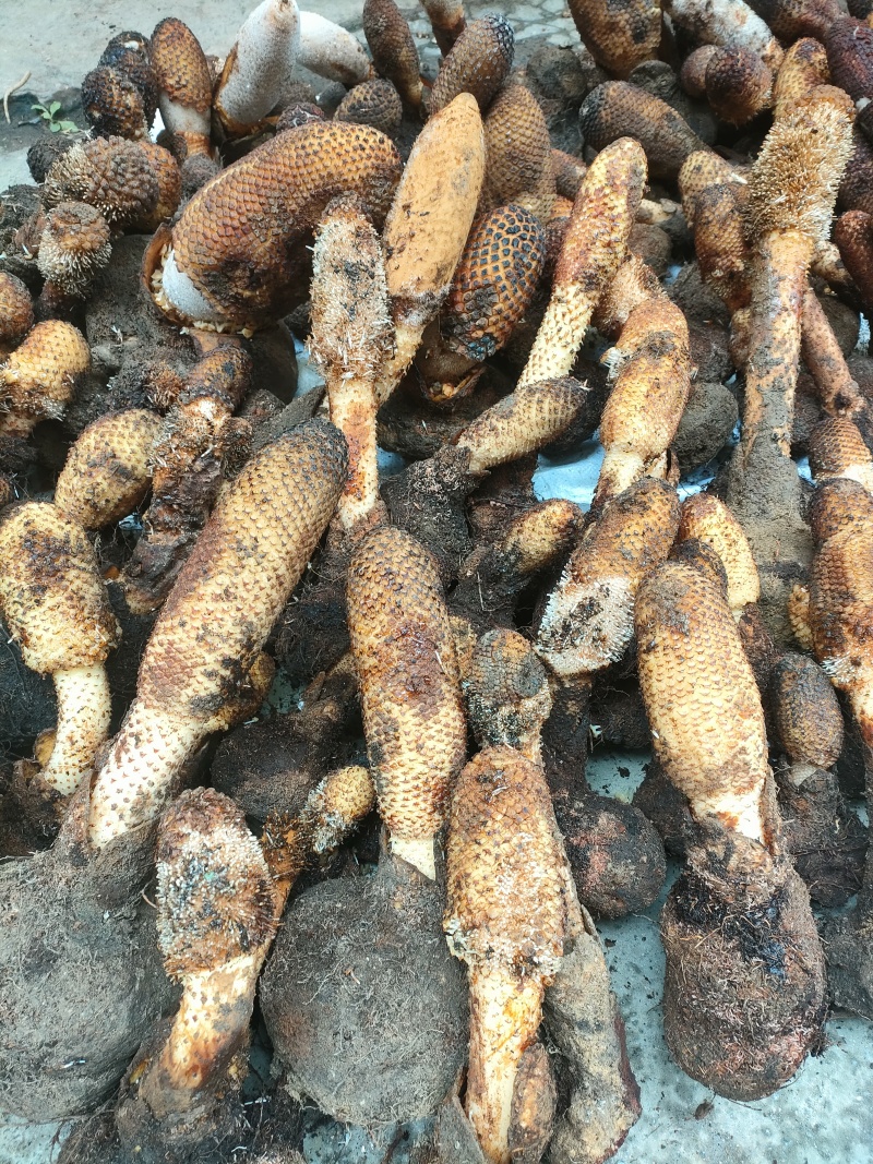 金锁阳野生，量大从优，产地一手货源，支持视频看货。
