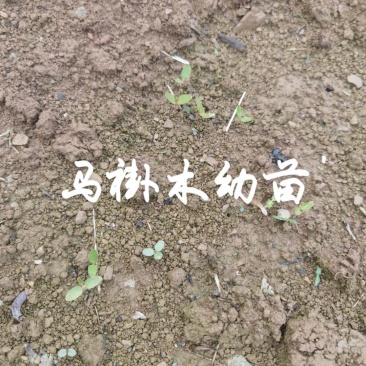 马褂木芽苗