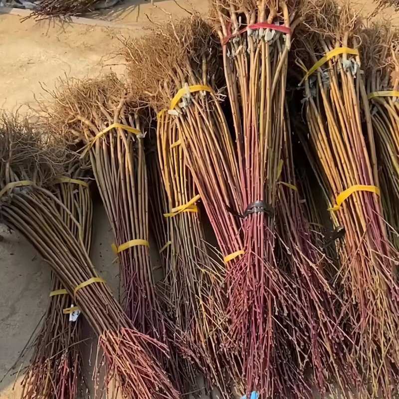 正品白糖罐油桃苗大果型油桃品种纯真树苗基地现起现发