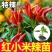 正宗特辣红小米辣秧苗带土球簇生小米辣椒种子四季盆栽秋冬