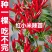 正宗特辣红小米辣秧苗带土球簇生小米辣椒种子四季盆栽秋冬