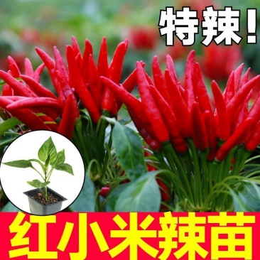 正宗特辣红小米辣秧苗带土球簇生小米辣椒种子四季盆栽秋冬