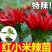 正宗特辣红小米辣秧苗带土球簇生小米辣椒种子四季盆栽秋冬