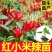 正宗特辣红小米辣秧苗带土球簇生小米辣椒种子四季盆栽秋冬