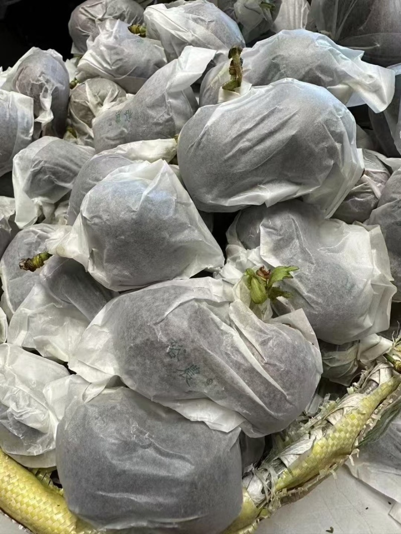 【实力】甘肃天水套袋美早樱桃量大从优可视频看货产地直发