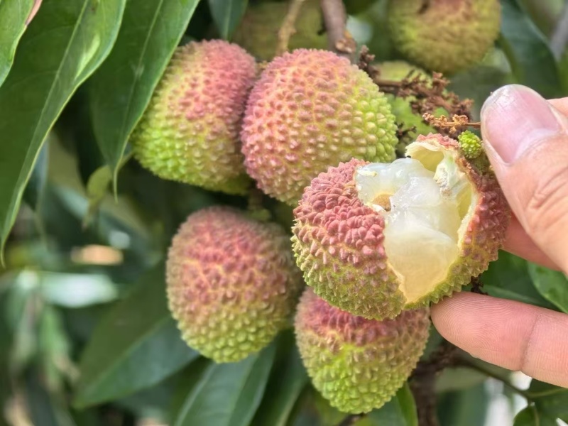 高州妃子笑果粒批发产地直供，对接各大电商批发，可一件代发