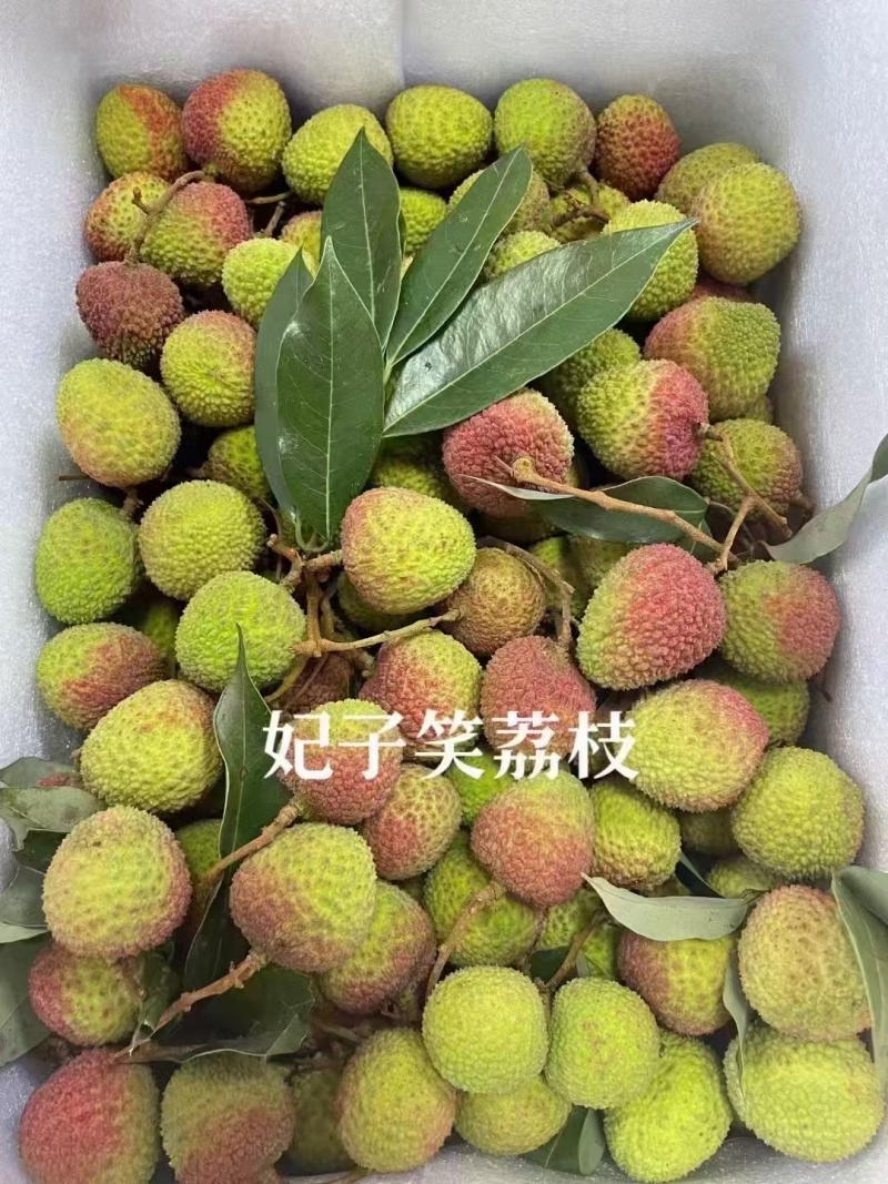 高州妃子笑果粒批发产地直供，对接各大电商批发，可一件代发