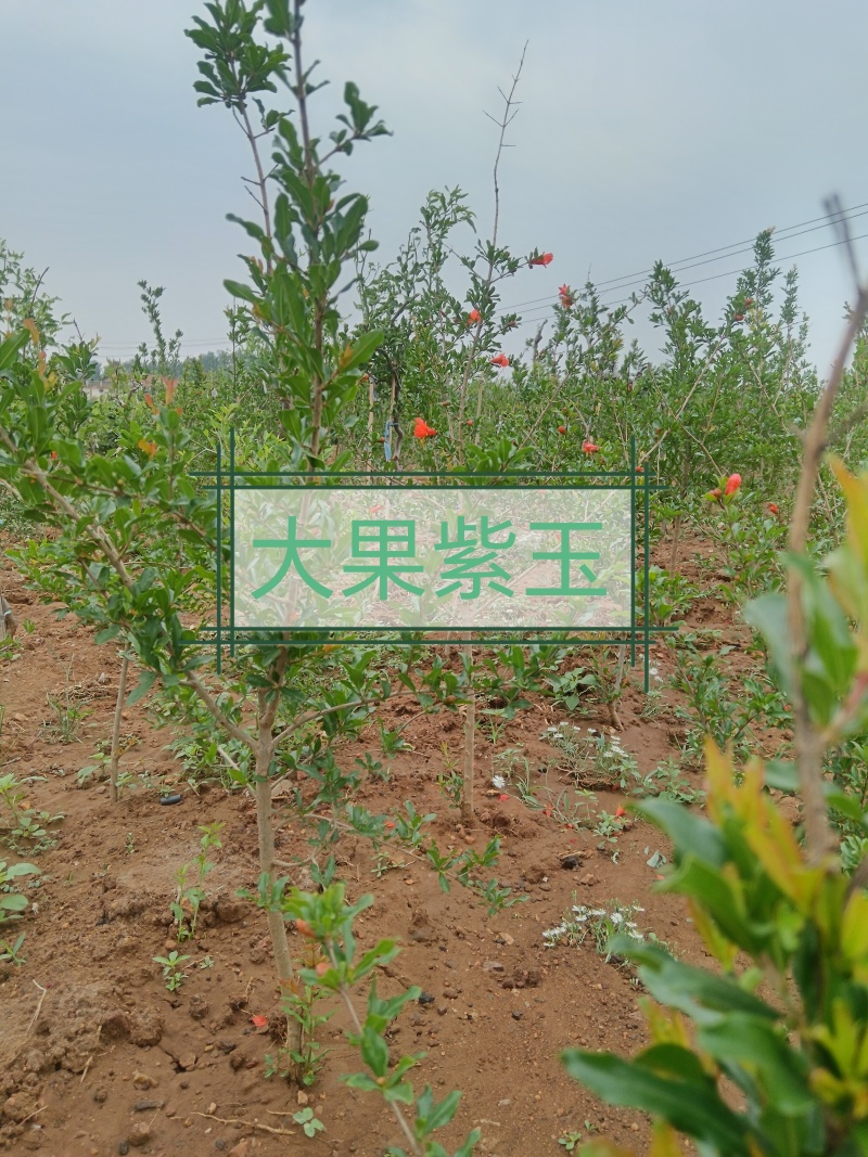 大果紫玉甜石榴苗
