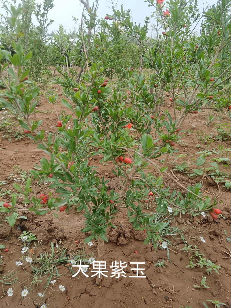 大果紫玉甜石榴苗