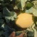 哈密瓜品种有：金色年华西州蜜八六王紫鼎蜜银蒂