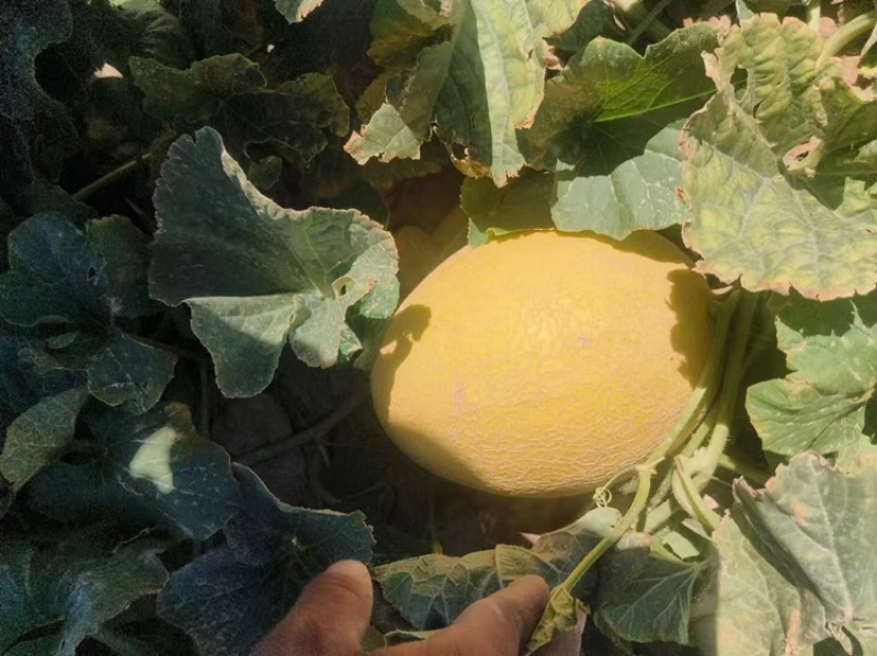 哈密瓜品种有：金色年华西州蜜八六王紫鼎蜜银蒂