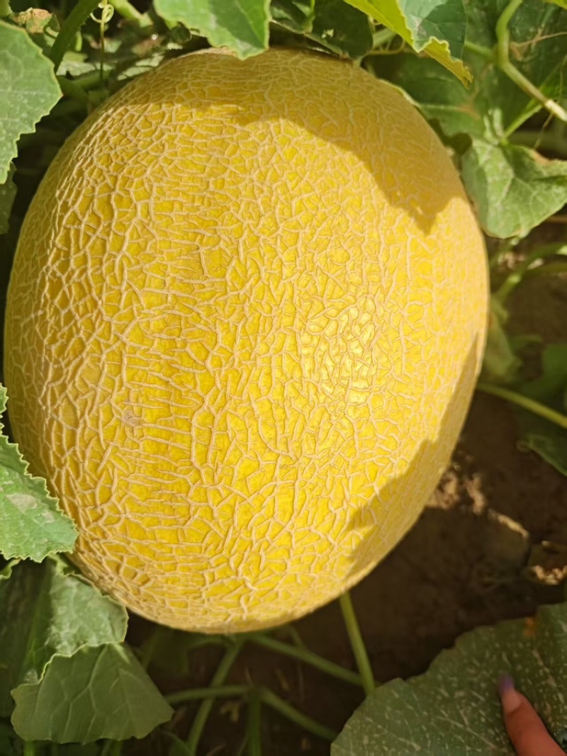 哈密瓜品种有：金色年华西州蜜八六王紫鼎蜜银蒂