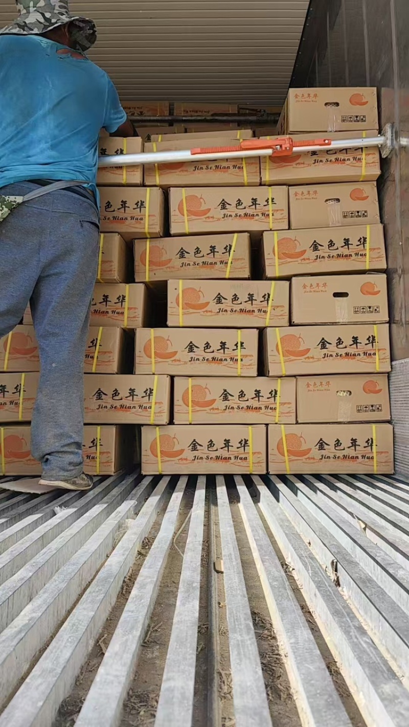 哈密瓜品种有：金色年华西州蜜八六王紫鼎蜜银蒂