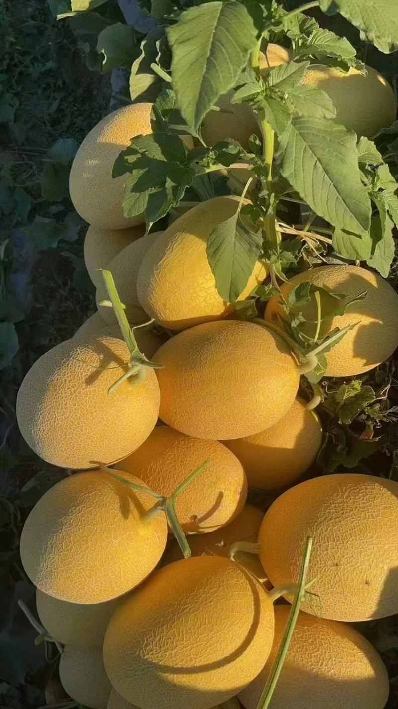 哈密瓜品种有：金色年华西州蜜八六王紫鼎蜜银蒂
