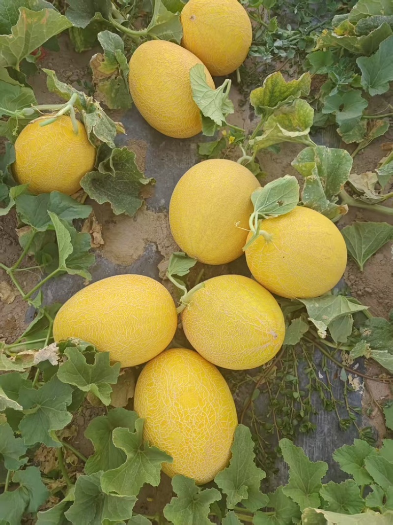 哈密瓜品种有：金色年华西州蜜八六王紫鼎蜜银蒂