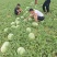 西瓜新疆西瓜原产地源头货源直发电商货产地直