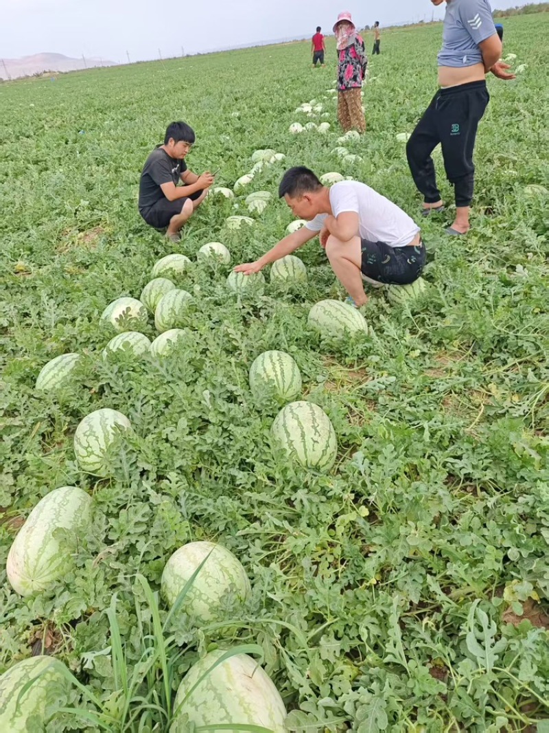 西瓜新疆西瓜原产地源头货源直发电商货产地直