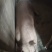 云南曲靖活猪毛猪粮食猪全国发货一头起卖