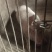 云南曲靖活猪毛猪粮食猪全国发货一头起卖
