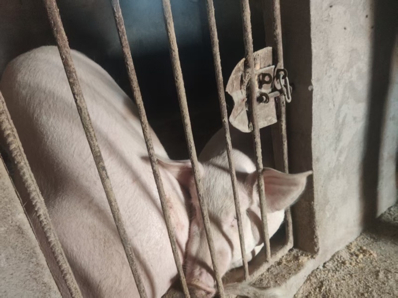 云南曲靖活猪毛猪粮食猪全国发货一头起卖