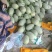 晓蜜25哈密瓜精品甜瓜，耀龙25~宝典~翠密~等各种网纹甜瓜