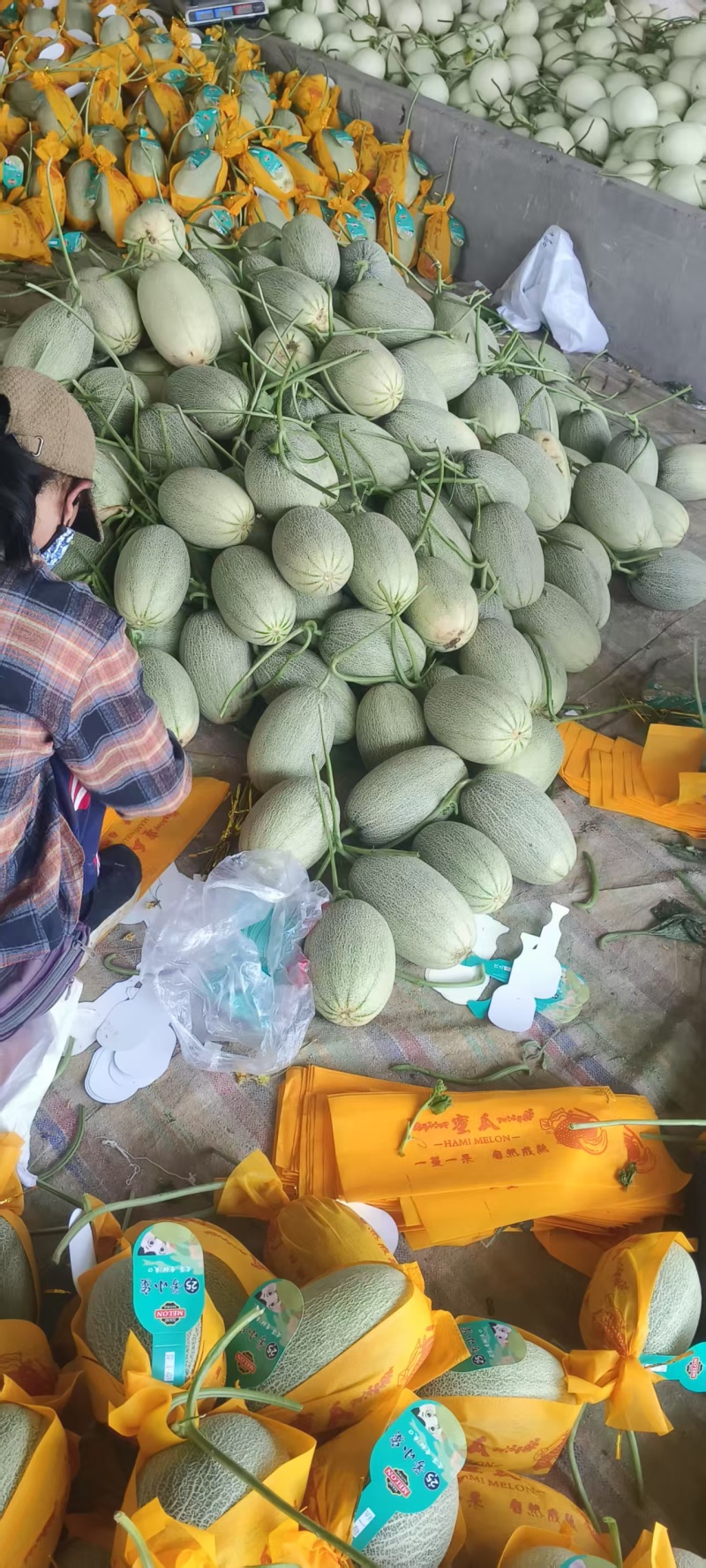 晓蜜25哈密瓜精品甜瓜，耀龙25~宝典~翠密~等各种网纹甜瓜