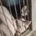 毛猪活猪粮食猪全国发货一头起卖常年供应