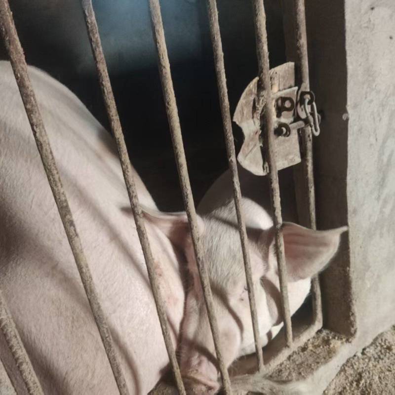 毛猪活猪粮食猪全国发货一头起卖常年供应
