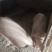 毛猪活猪粮食猪全国发货一头起卖常年供应