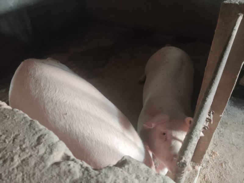 毛猪活猪粮食猪全国发货一头起卖常年供应