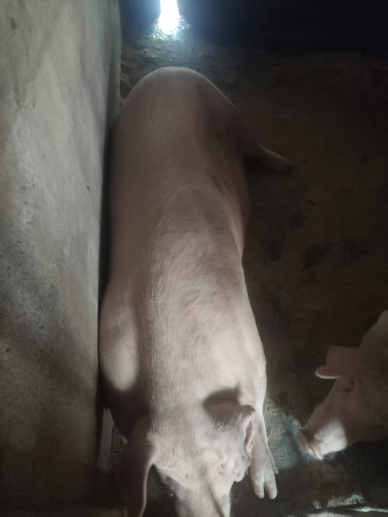 毛猪活猪粮食猪全国发货一头起卖常年供应