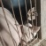 毛猪活猪粮食猪全国发货一头起卖常年供应