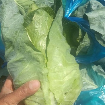最新刚刚上来的牛心菜颜色翠绿