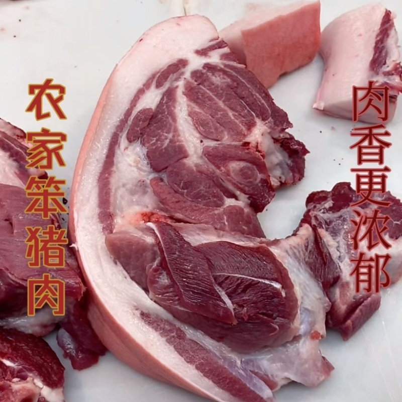 正宗农村土猪活猪一头300斤以上可视频看货量大从优