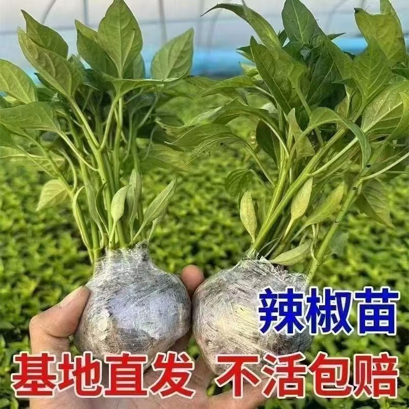 高产螺丝椒辣椒苗香辣特大薄皮陇椒秧子辣椒种籽四李阳台庭院菜苗