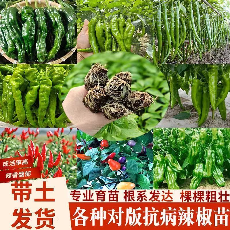 高产螺丝椒辣椒苗香辣特大薄皮陇椒秧子辣椒种籽四李阳台庭院菜苗