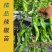 高产螺丝椒辣椒苗香辣特大薄皮陇椒秧子辣椒种籽四李阳台庭院菜苗